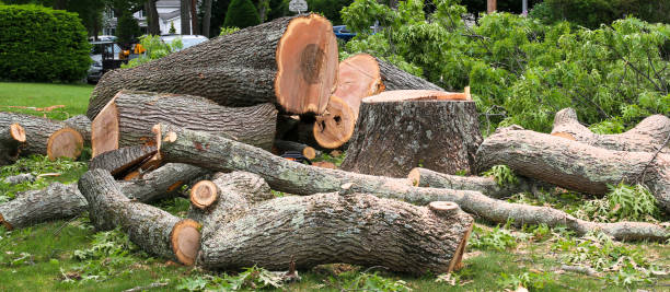 Stagecoach, NV Tree Removal Services Company