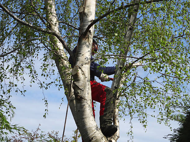 Leaf Removal in Stagecoach, NV